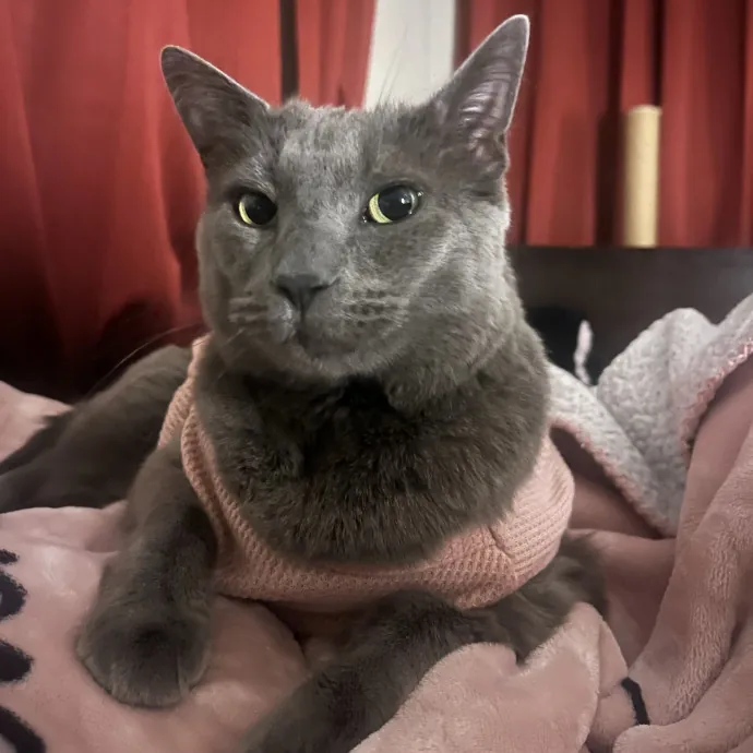 Happy Paws Happy Home photo 2