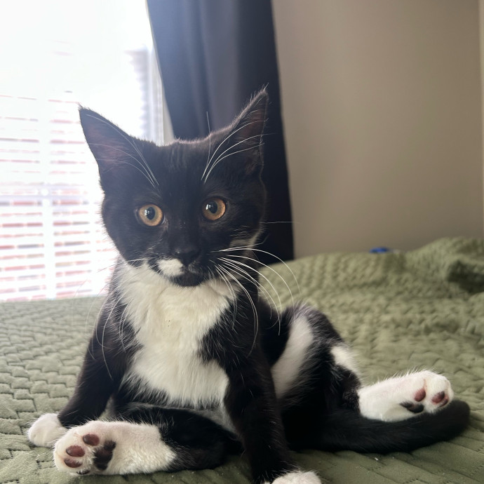 Purr-Sonal Care Guaranteed