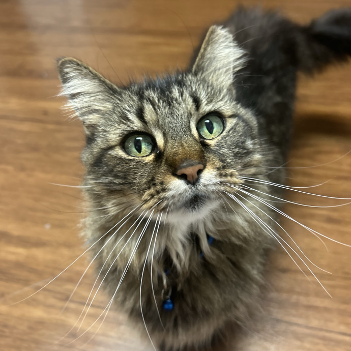 Purr-Sonal Care Guaranteed photo 2