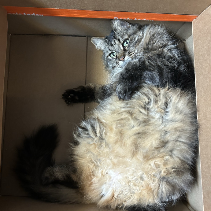 Purr-Sonal Care Guaranteed