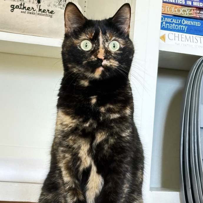 Your Whisker Whispurrer