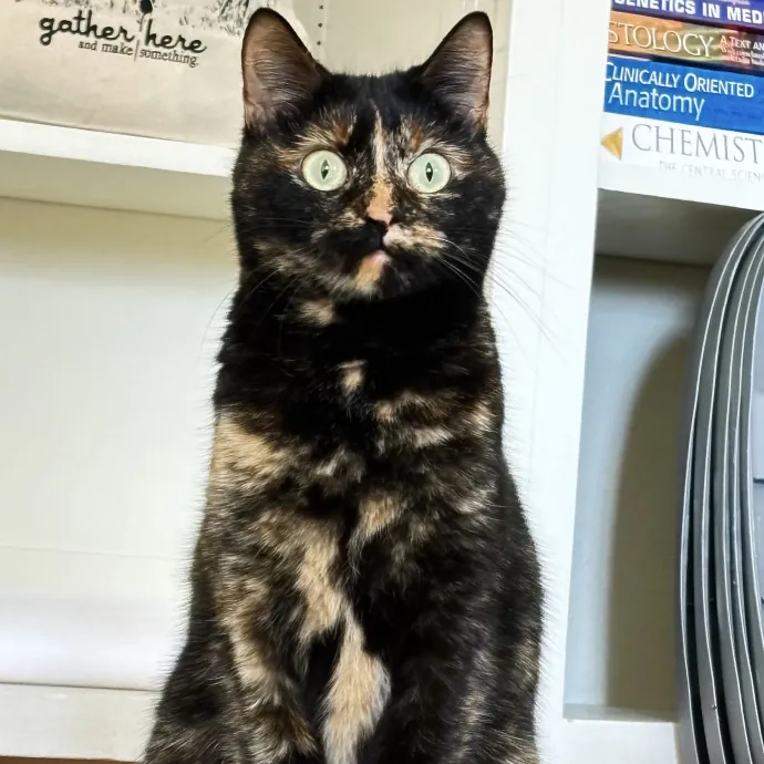 Your Whisker Whispurrer
