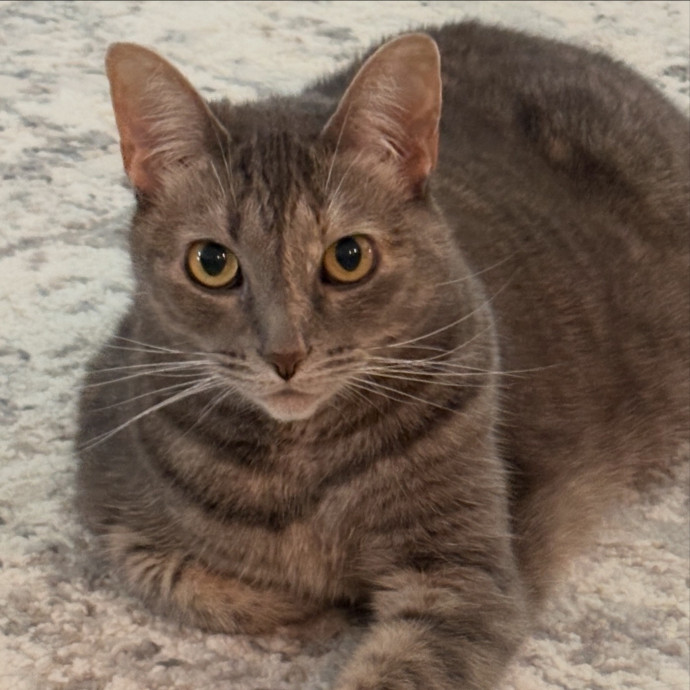 Your Whisker Whispurrer photo 3