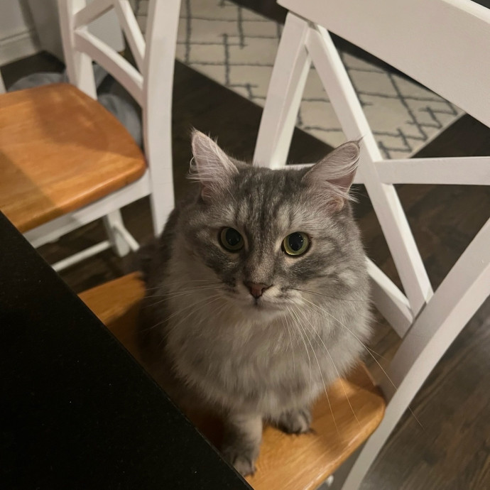 Professional Cat Treat Negotiator