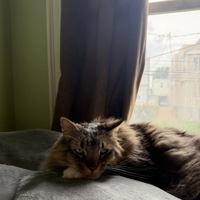 Professional Cat Treat Negotiator