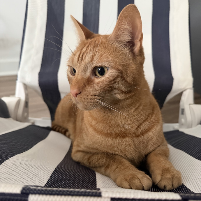 Professional Cat Treat Negotiator photo 2