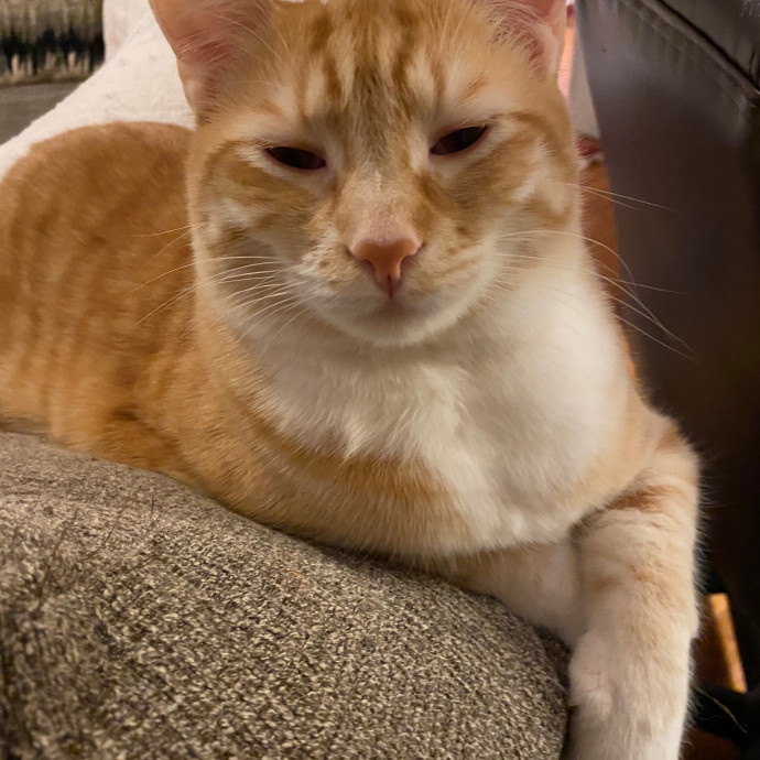 Kristi's Purrfect Cat Sitting