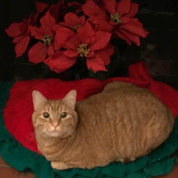 Kristi's Purrfect Cat Sitting