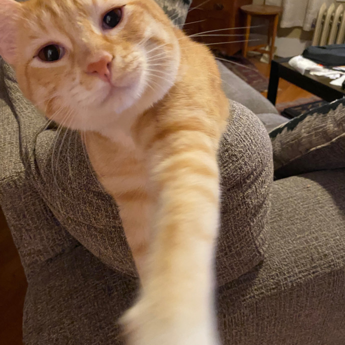 Kristi's Purrfect Cat Sitting photo 3