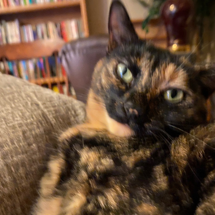 Kristi's Purrfect Cat Sitting photo 2