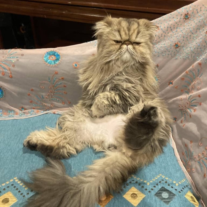 For Devine Felines