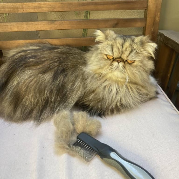 For Devine Felines