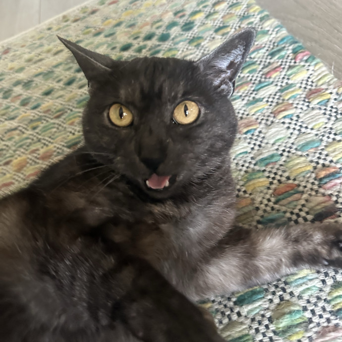 For Devine Felines
