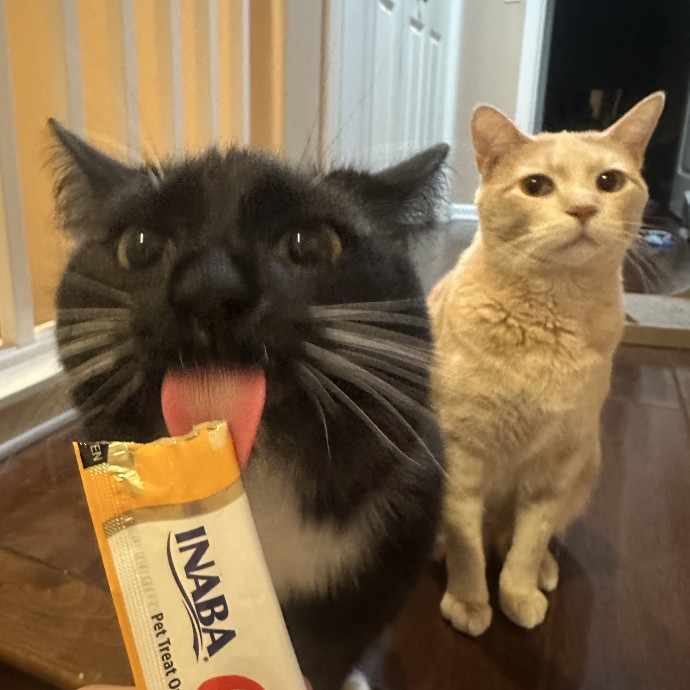 For Devine Felines
