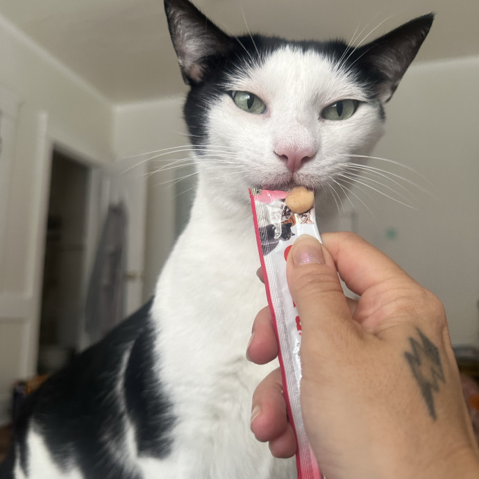 For Devine Felines