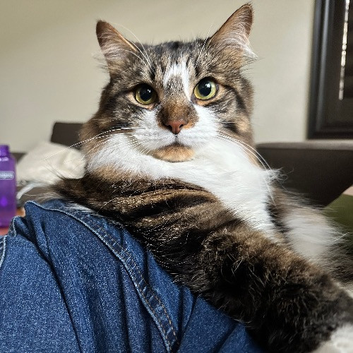 Maria's Cat Magic