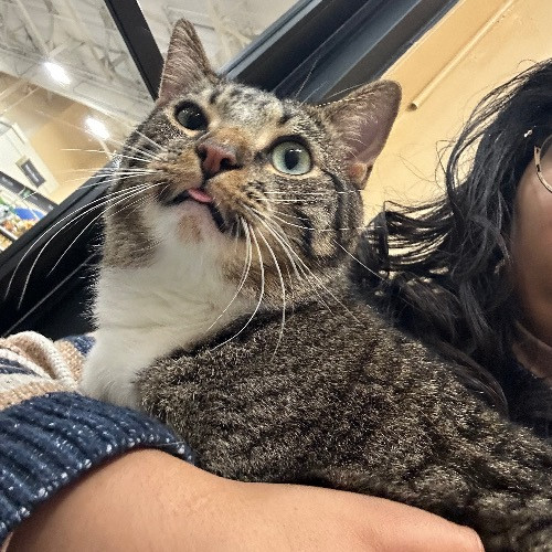 Maria's Cat Magic