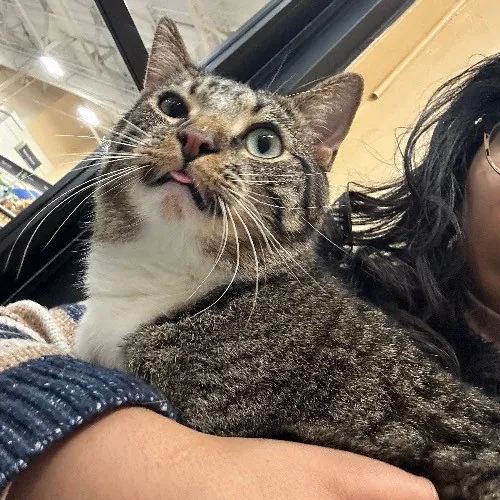 Maria's Cat Magic