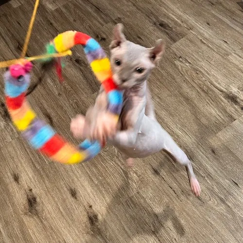 Maria's Cat Magic