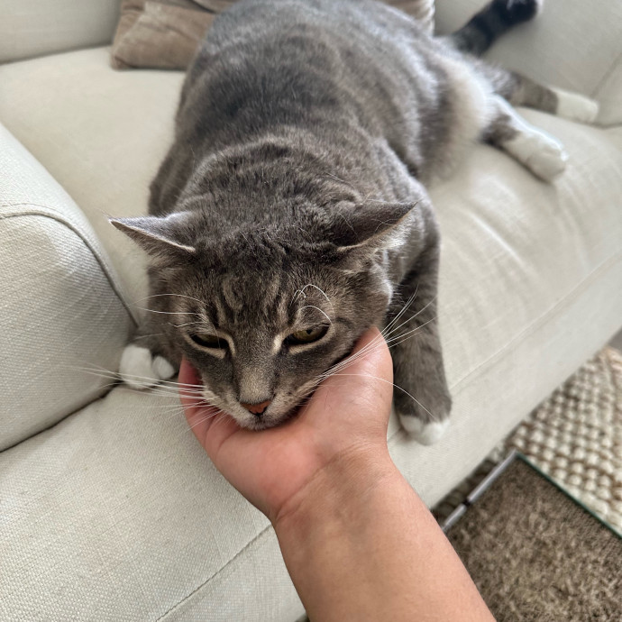 Maria's Cat Magic