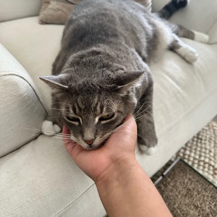 Maria's Cat Magic