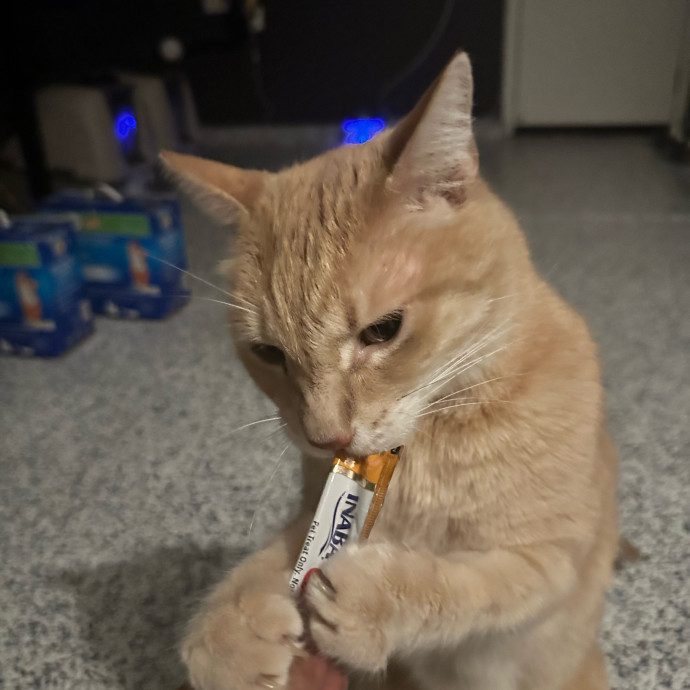 Maria's Cat Magic