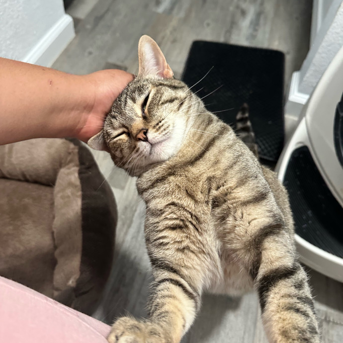 Maria's Cat Magic