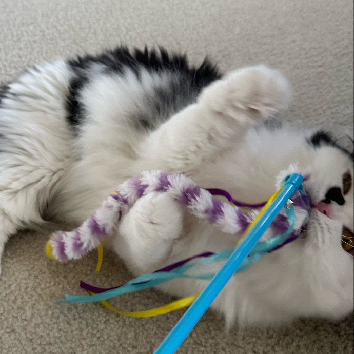Maria's Cat Magic
