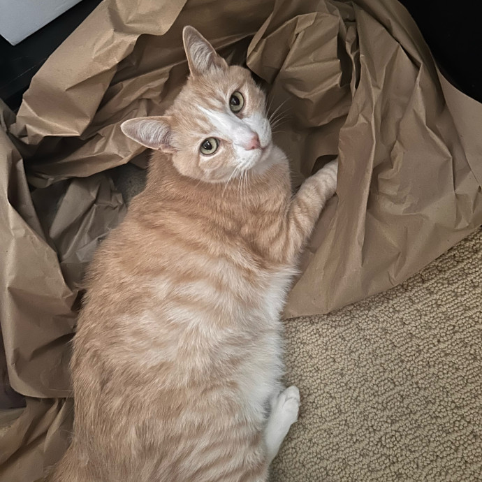 Maria's Cat Magic photo 3