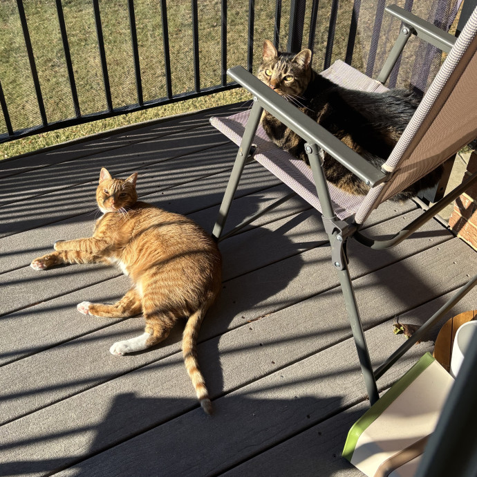 Your Local Cat Auntie photo 3
