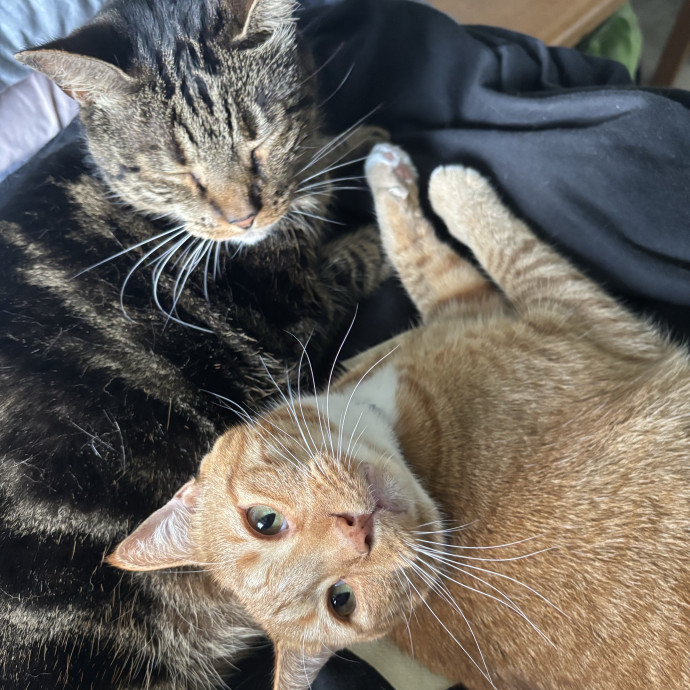 Your Local Cat Auntie photo 2