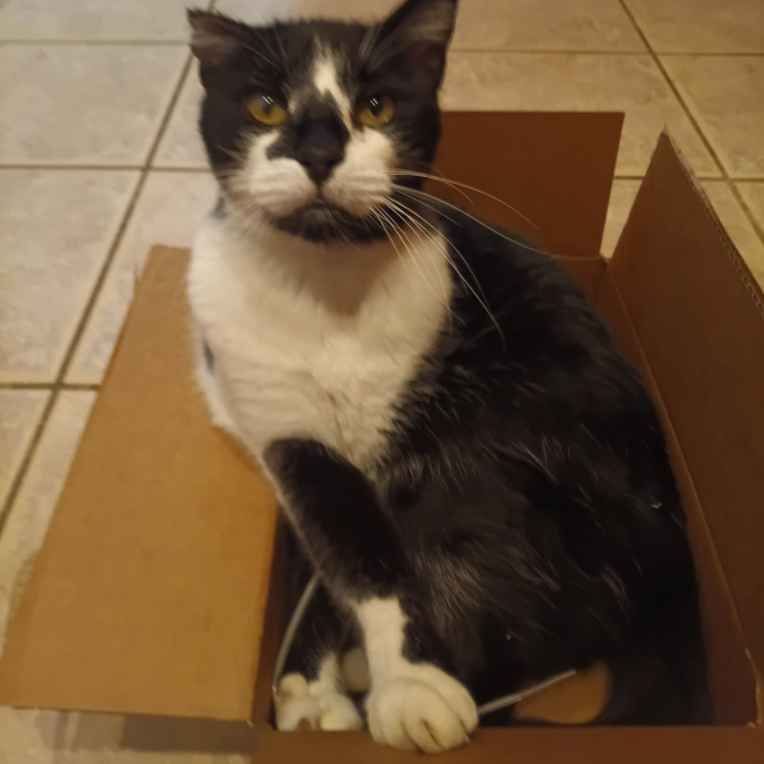 Lisa's Your Cat Lady photo 3