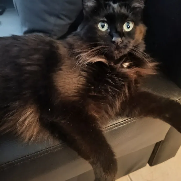 Lisa T.