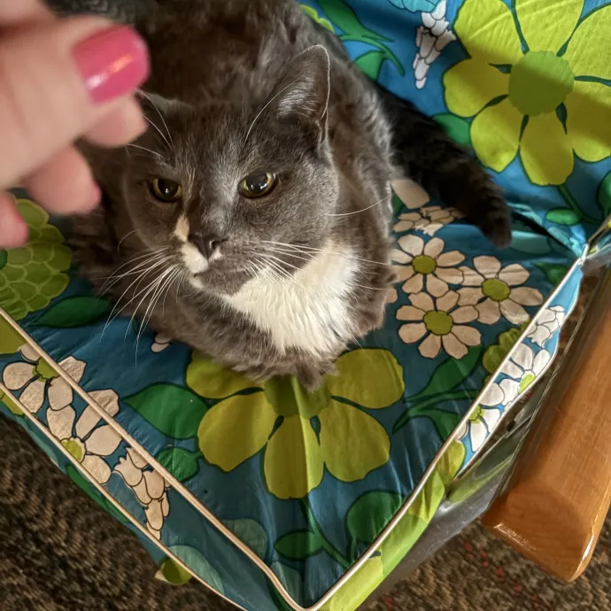 Aunt Liz Sunset Cat Sitting