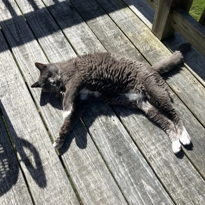 Aunt Liz Sunset Cat Sitting