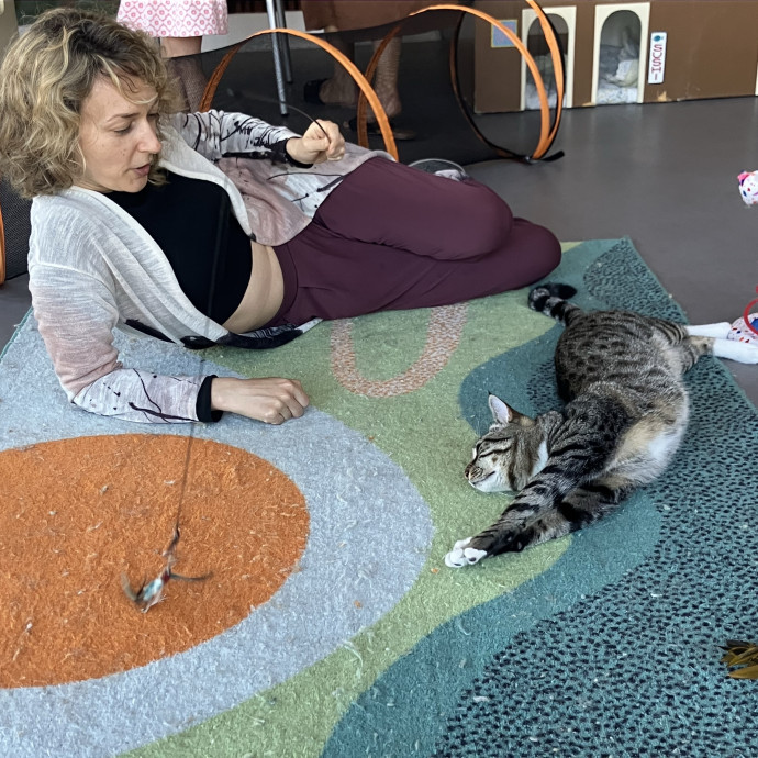 Aunt Liz Sunset Cat Sitting photo 3