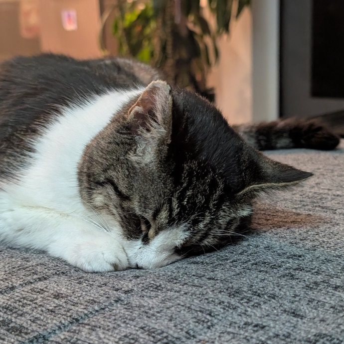 Court's Cats In Central Sd photo 2