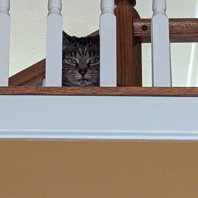 Teresa's Cat Whispering Services