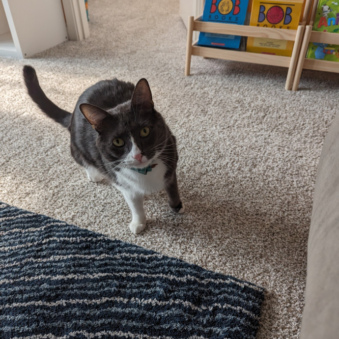 Teresa's Cat Whispering Services