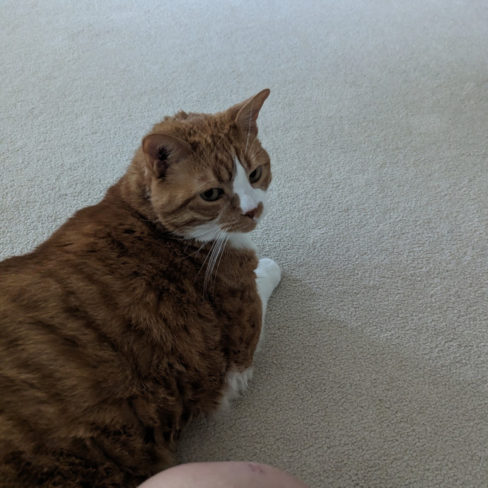Teresa's Cat Whispering Services