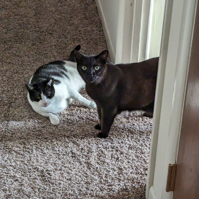 Teresa's Cat Whispering Services