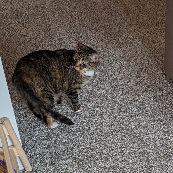 Teresa's Cat Whispering Services