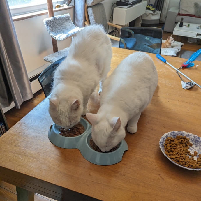 Teresa's Cat Whispering Services