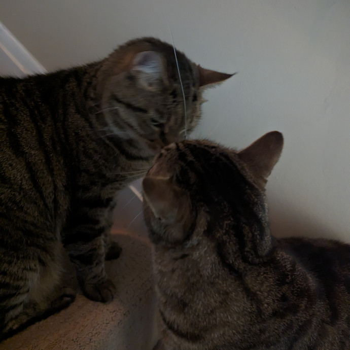 Teresa's Cat Whispering Services