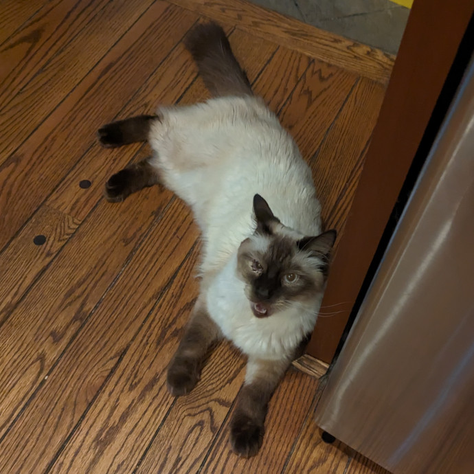 Teresa's Cat Whispering Services