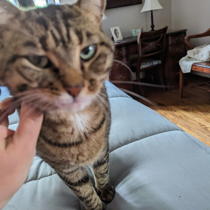 Teresa's Cat Whispering Services
