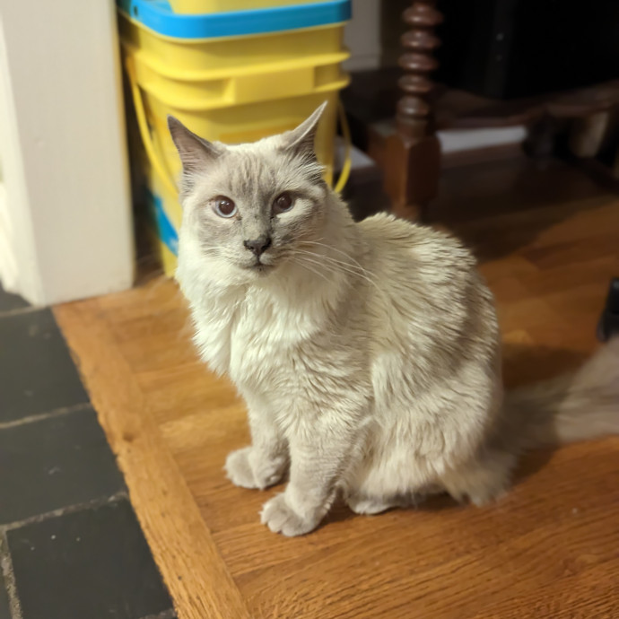 Teresa's Cat Whispering Services