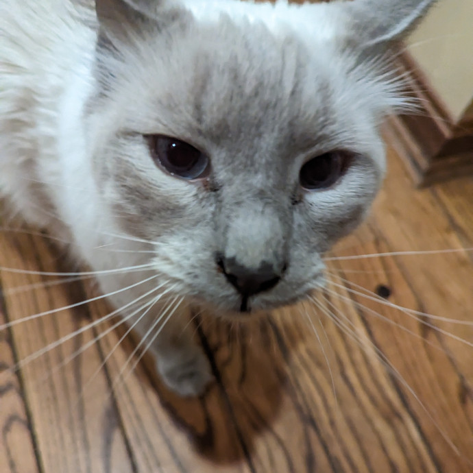 Teresa's Cat Whispering Services photo 2