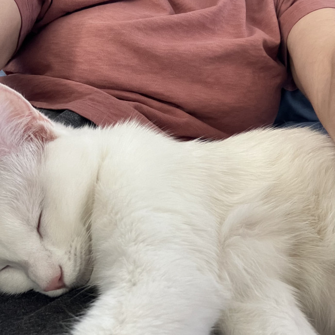 25 Years Of Kitty Whispering