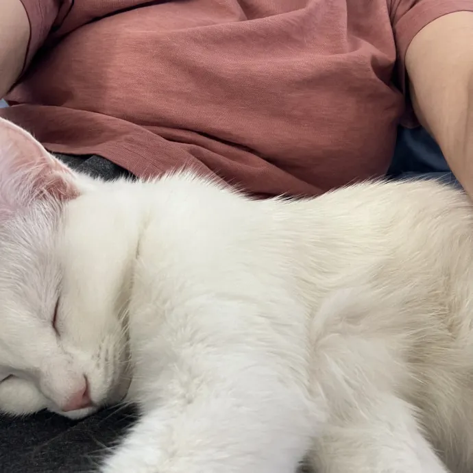 25 Years Of Kitty Whispering